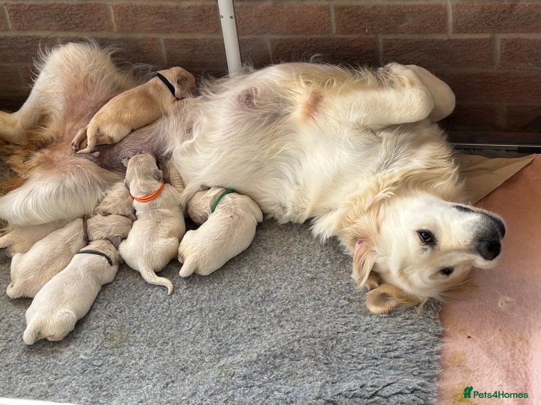 Golden Retriever dogs for sale: Champion line KC reg Golden Retriever pups - Image 7