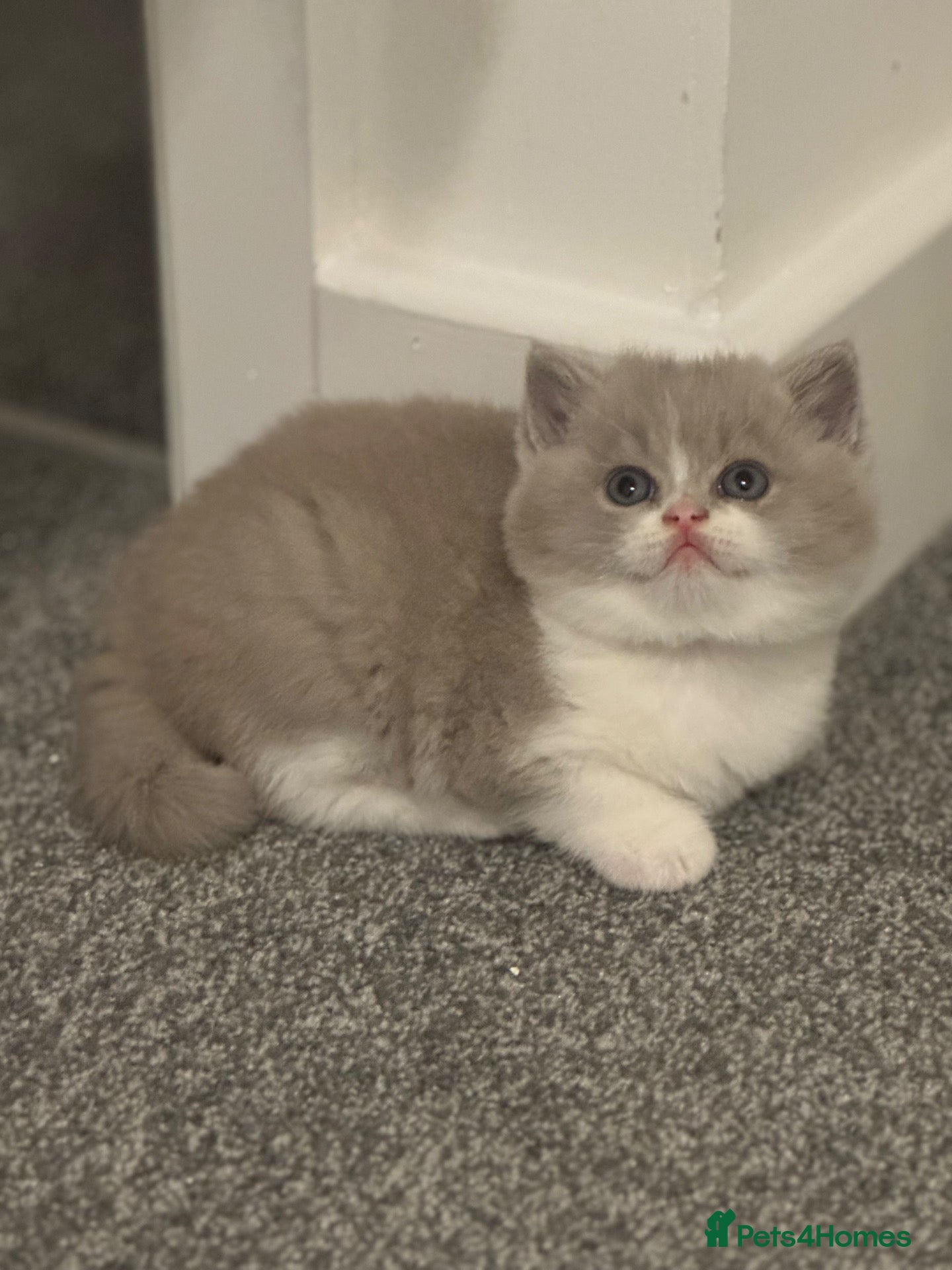 British Shorthair cats TICA reg lilac bi colours ready from 10 December  - Advert 20