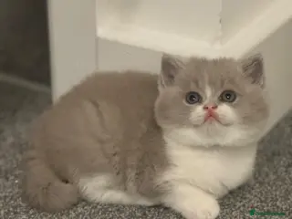 British Shorthair cats TICA reg lilac bi colours ready from 10 December - Advert 20