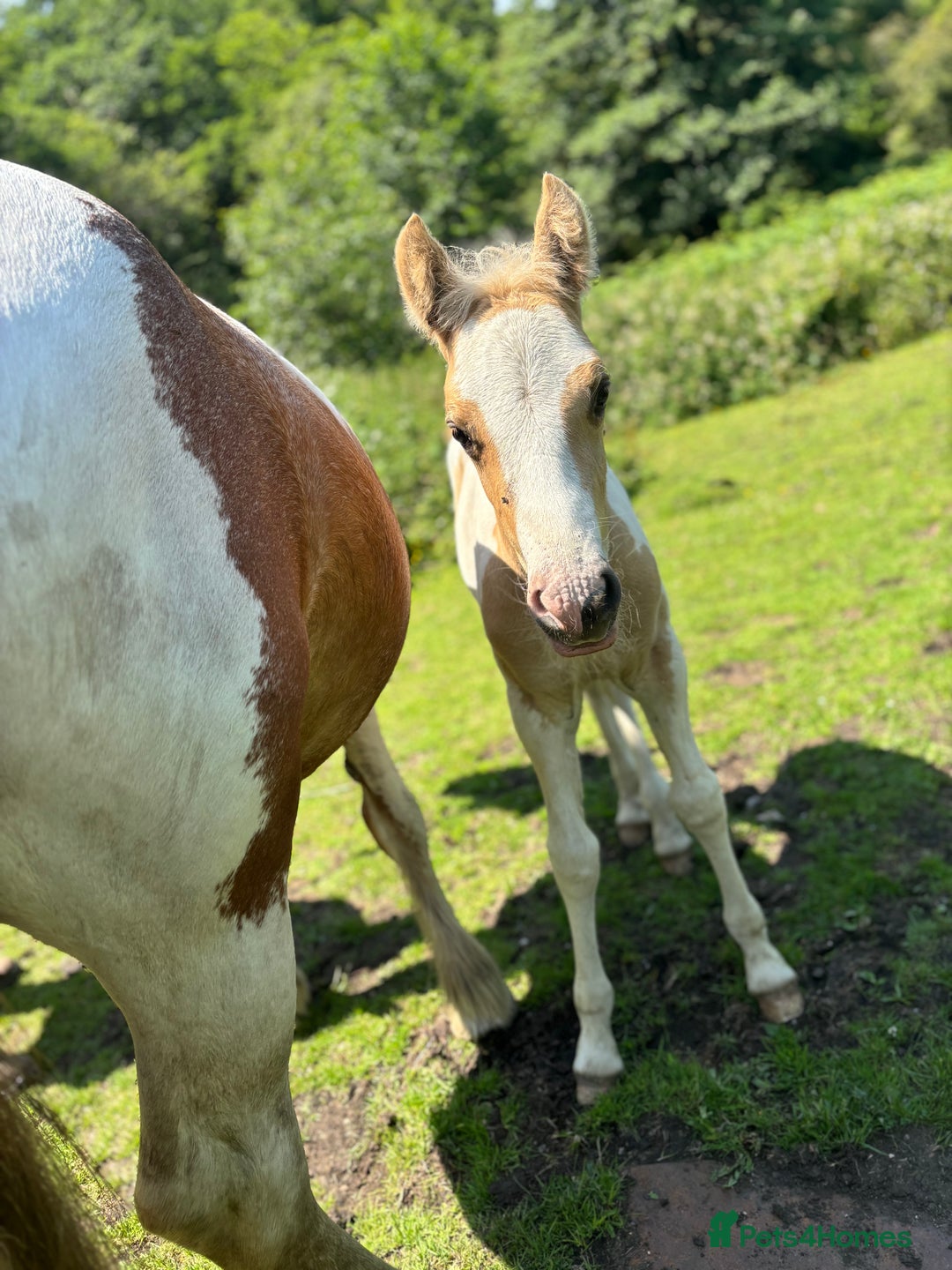 Welsh Section D horses for sale: Lemon and white colt foal  - Image 3