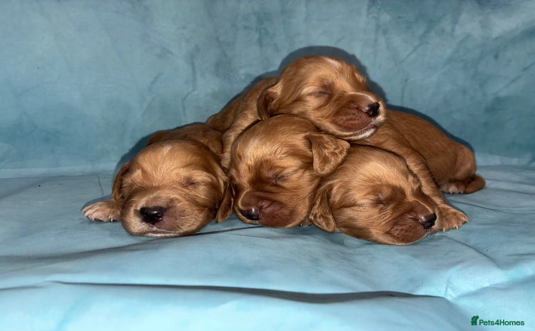 Cocker Spaniel dogs - Advert 2