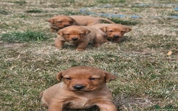 Labrador Retriever dogs for sale: Red Fox Labrador Puppies–Ready from 26th September - Image 15
