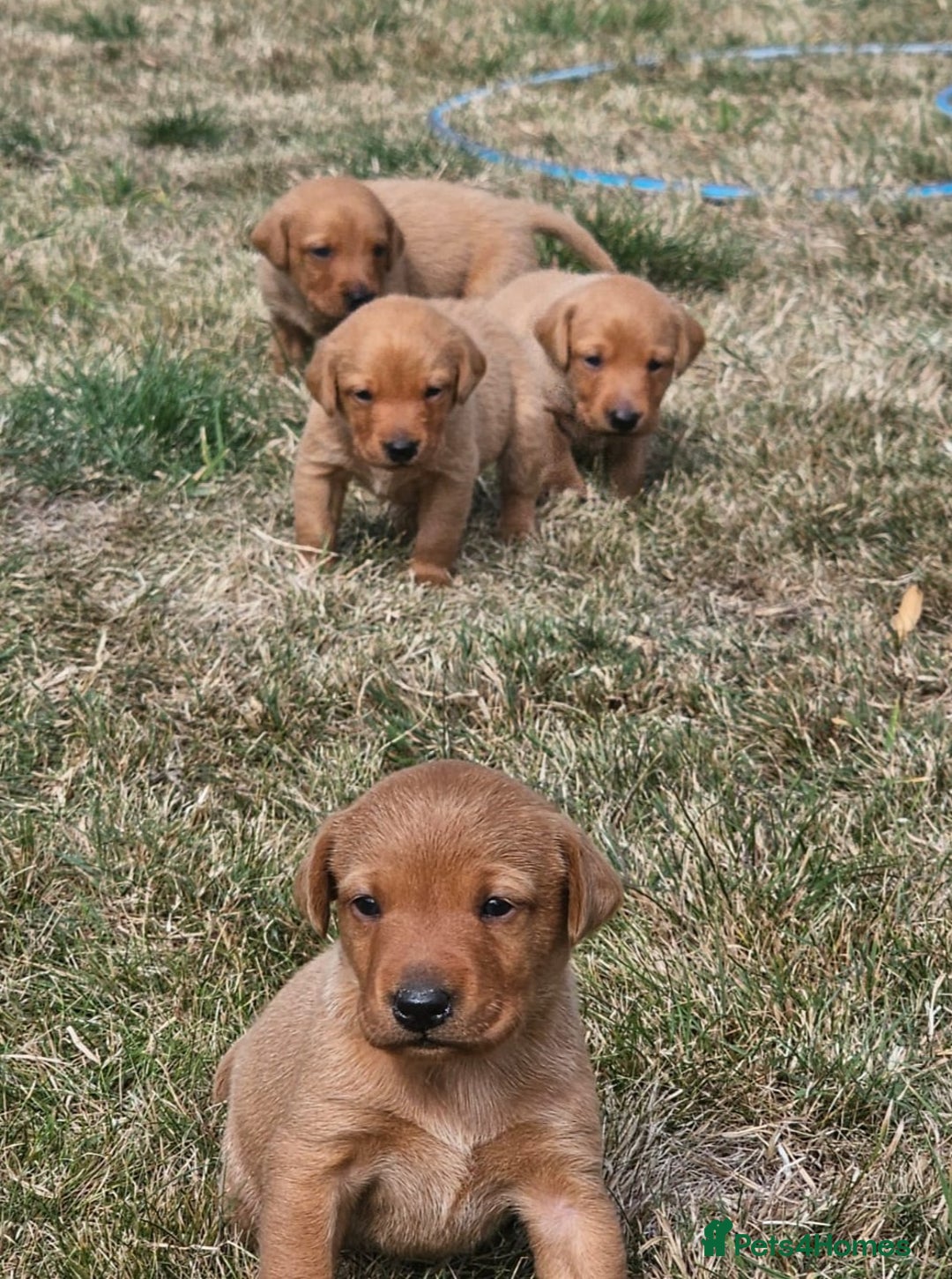 Labrador Retriever dogs for sale: Red Fox Labrador Puppies–Ready from 26th September - Image 15