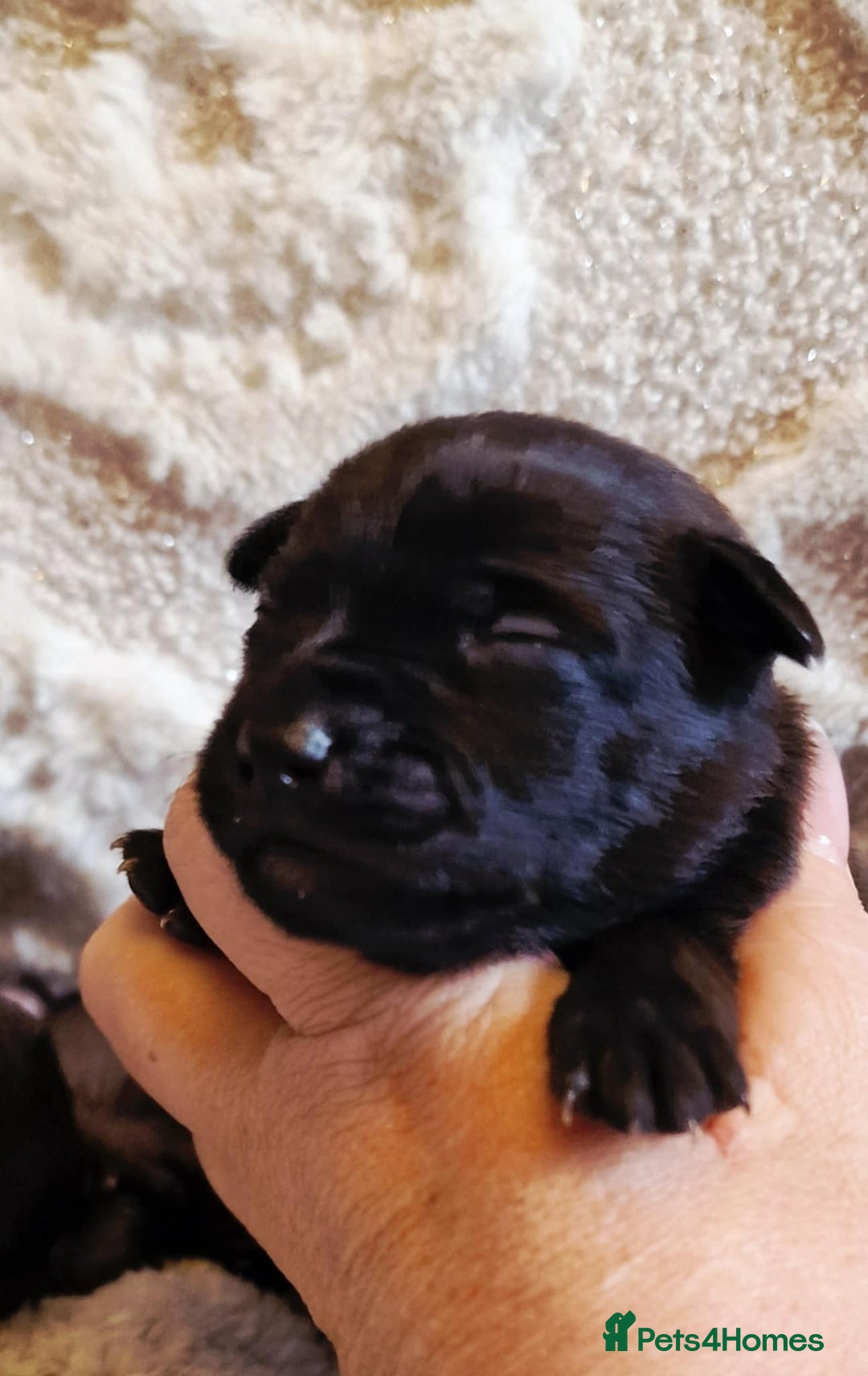 Mexican Hairless dogs for sale: 2 mini girls 2 coated boys - Advert 18