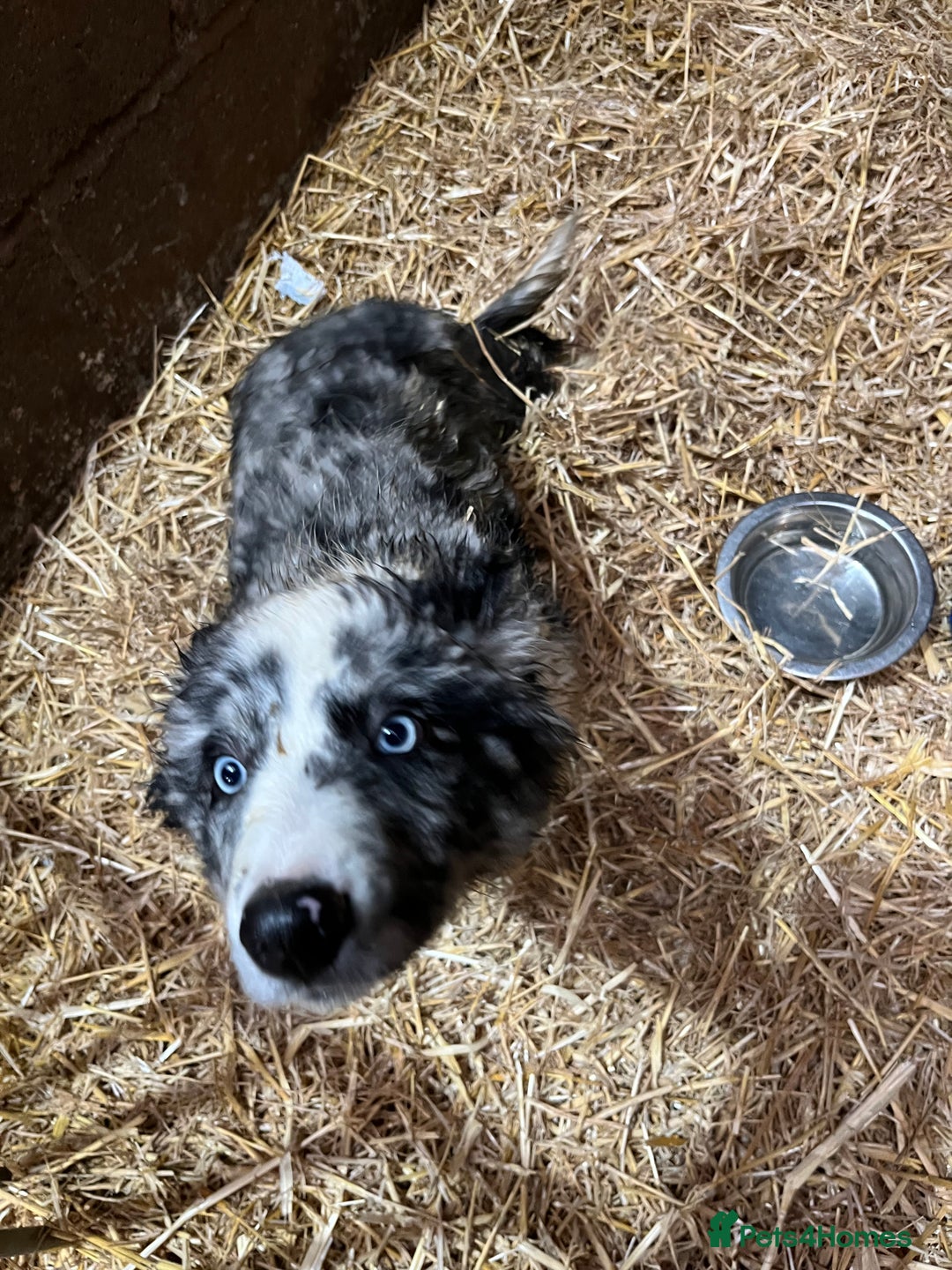 Border Collie dogs for sale: Blue merle x border collie  - Advert 4