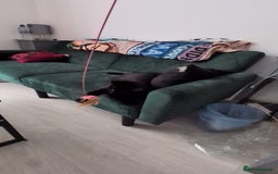 Domestic Shorthair cats for sale: 3 boys, 1 girl kittens  - Image 38