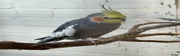 Cockatiels birds for sale: Lovely cockatiel boy looking for a new home - Advert 2