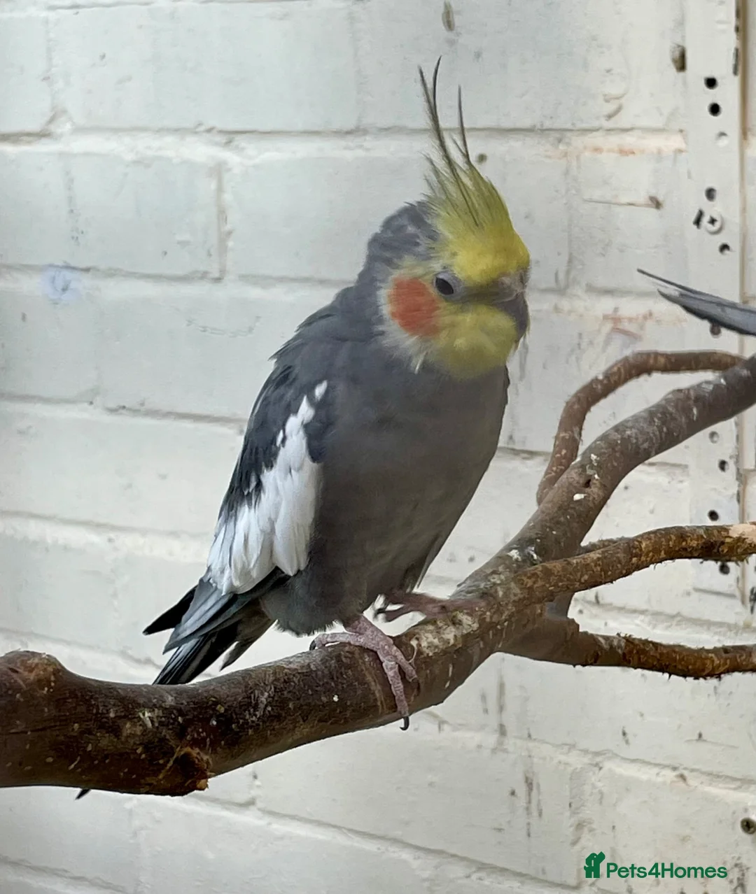 Cockatiels birds for sale: Lovely cockatiel boy looking for a new home - Advert 2