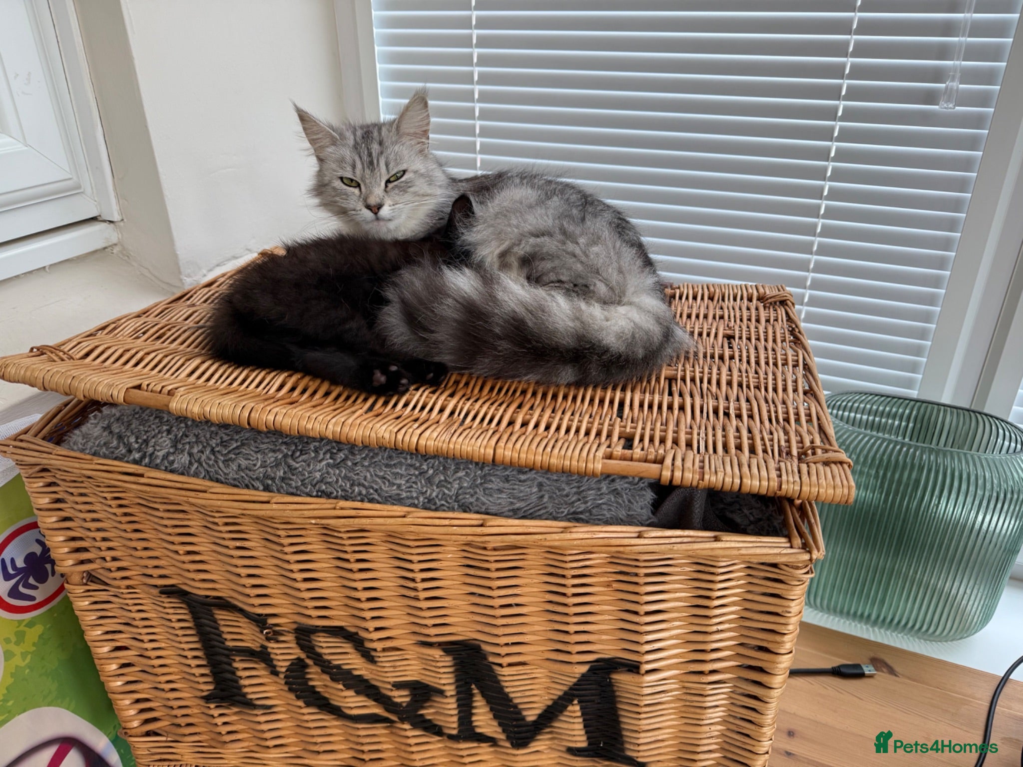 Mixed Breed cats Black and grey kitten  - Advert 1