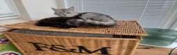 Mixed Breed cats for sale: Black and grey kitten  - Advert 1