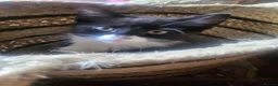 Mixed Breed cats for sale: 3 Beautiful Fluffy Female Kittens - Ready Now in Croydon - Advert 4