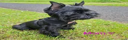 Yorkshire Terrier dogs for sale: 🐾 LAST YORKSHIRE TERRIER BOY AVAILABLE 🐾 - Advert 8
