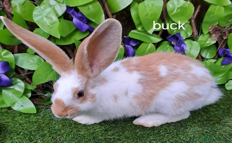 Giant Papillon rabbits Pure Giant Papillon Kits - Vaccinated - RESERVE - Advert 1