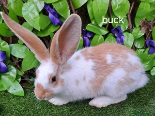 Giant Papillon rabbits Pure Giant Papillon Kits - Vaccinated - RESERVE - Advert 5