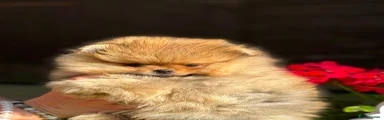Pomeranian 1