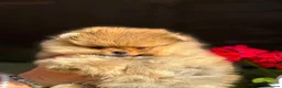 Pomeranian dogs for sale: Stunning top quality kc registered Pomeranians - Advert 11