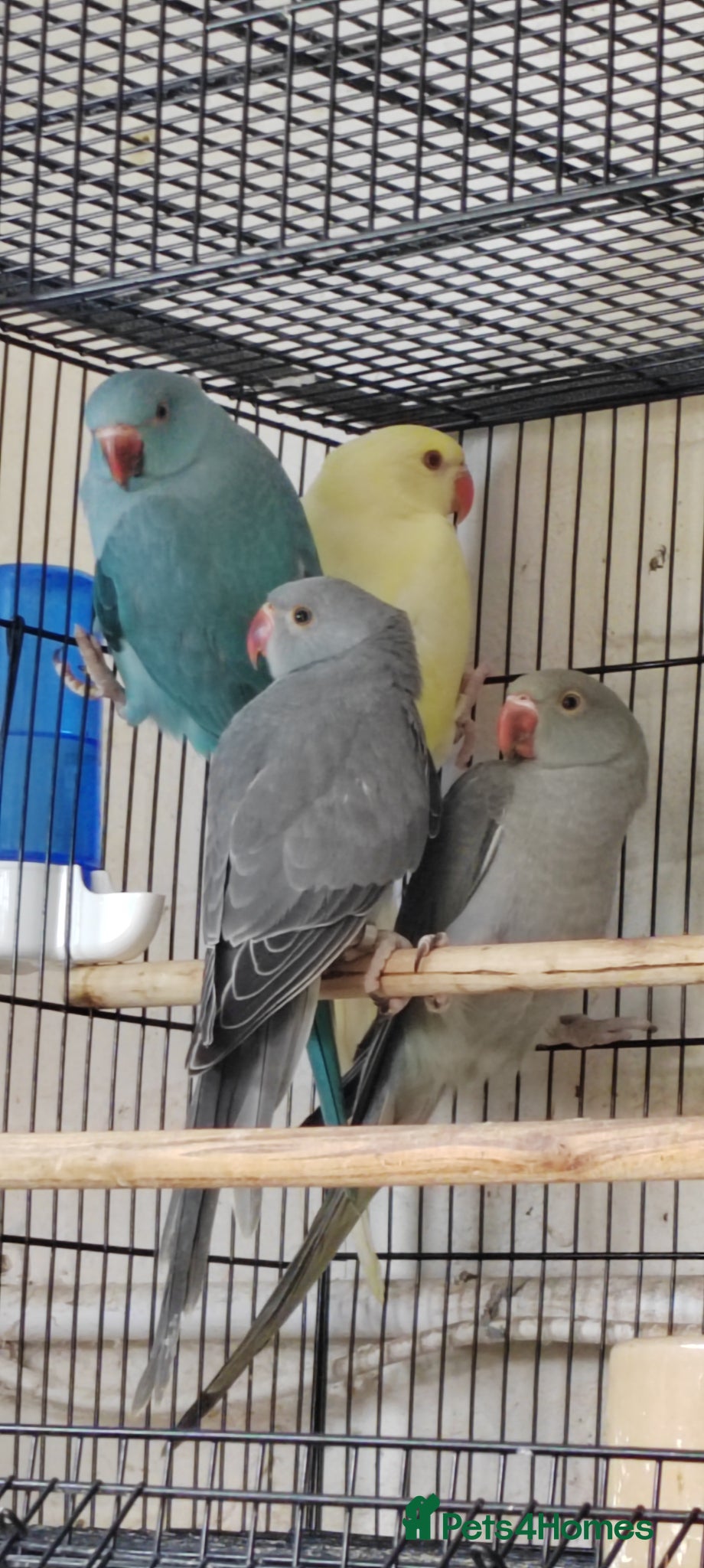 Ringnecks birds for sale: Beautiful Indian Ringneck babies available  - Advert 6