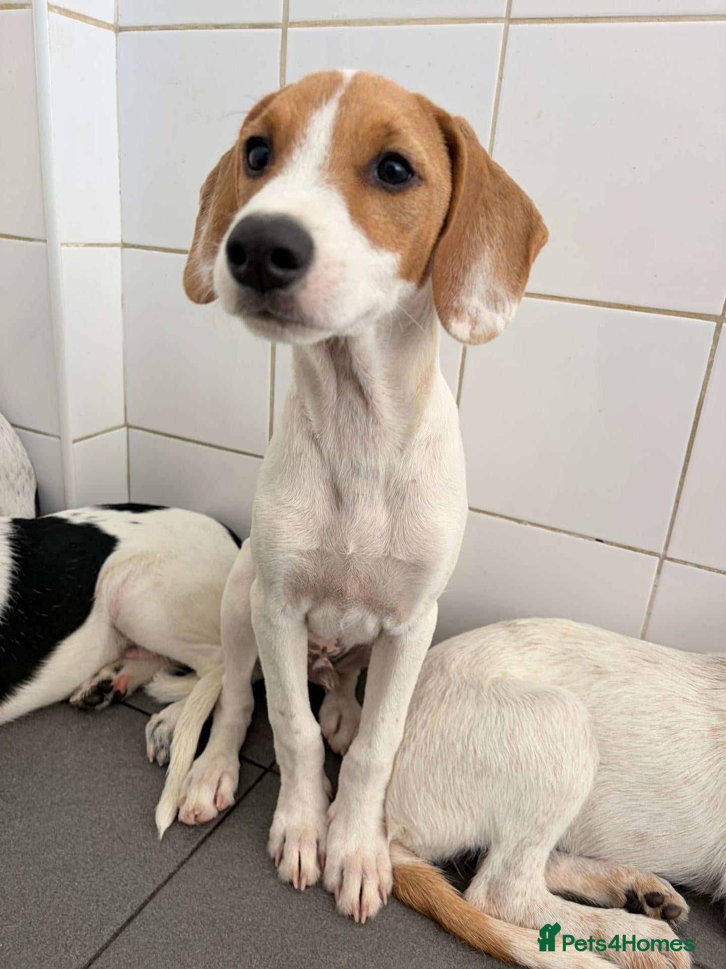 Mixed Breed dogs Cute Hector - Advert 2