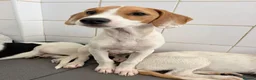 Mixed Breed dogs for adoption: Cute Hector - Advert 2