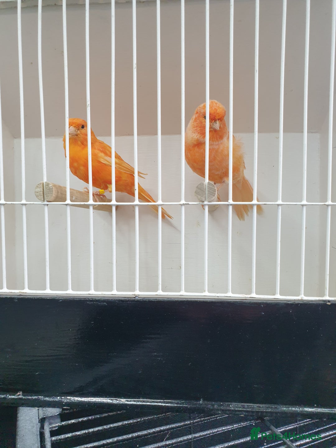 Canaries birds for sale: Canary for sale  - Image 10