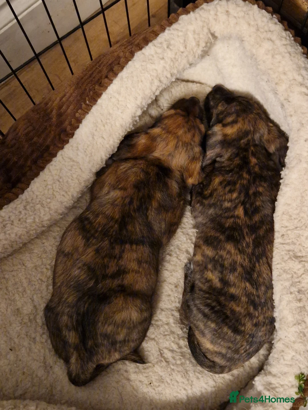 Mixed Breed dogs for sale: Adorable puppies for sale - Advert 3