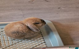 Mini Lop rabbits for sale: 4 months old adorable Mini Lops - Advert 2