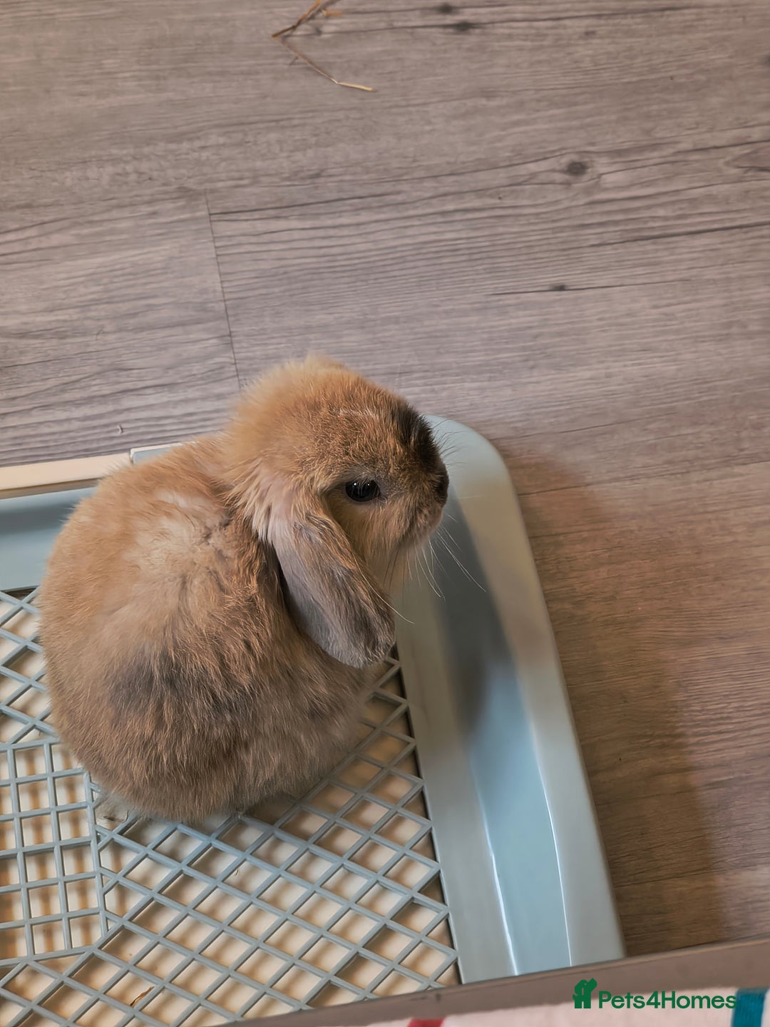 Mini Lop rabbits for sale: 4 months old adorable Mini Lops - Advert 2