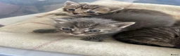 Ragdoll cats for sale: Half ragdoll half bengal kittens - Advert 5