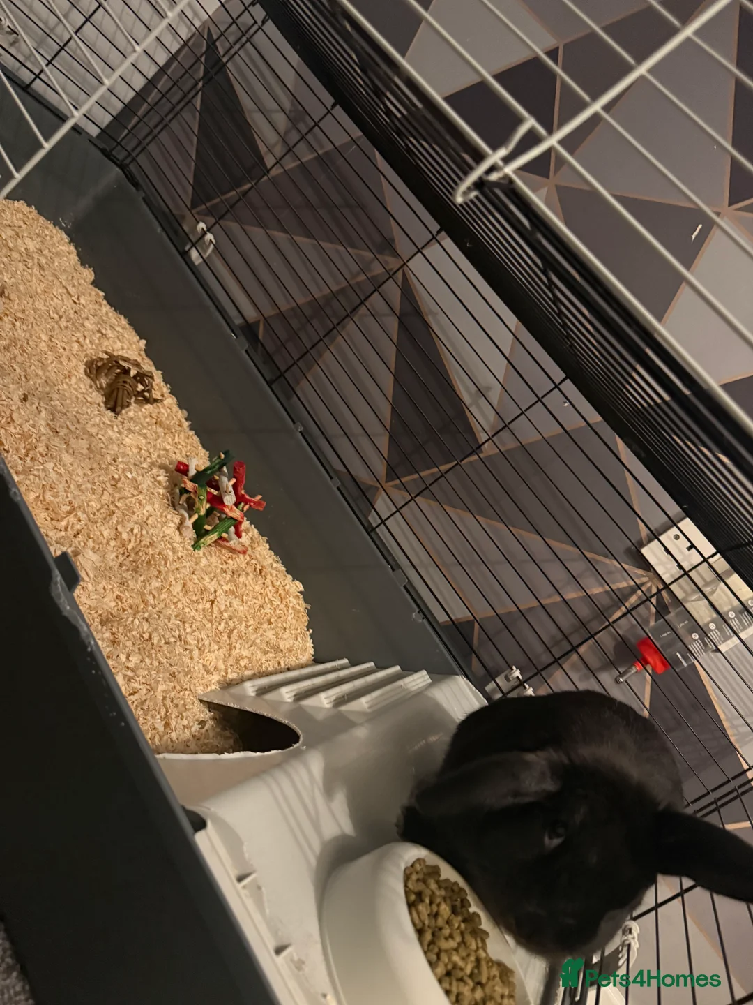 English rabbits for sale: Bugsy - Advert 2