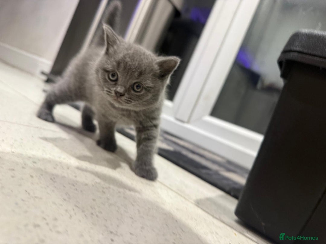 British Shorthair cats for sale: British blue - Image 3