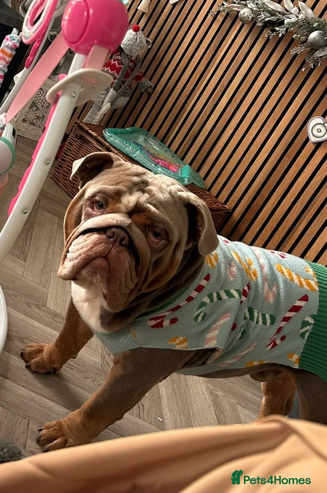 English Bulldog dogs for stud: SULLY - ENGLISH BULL DOG KC Registered for Stud - Advert 7