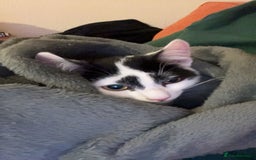 Mixed Breed cats for sale: Storm - Image 1