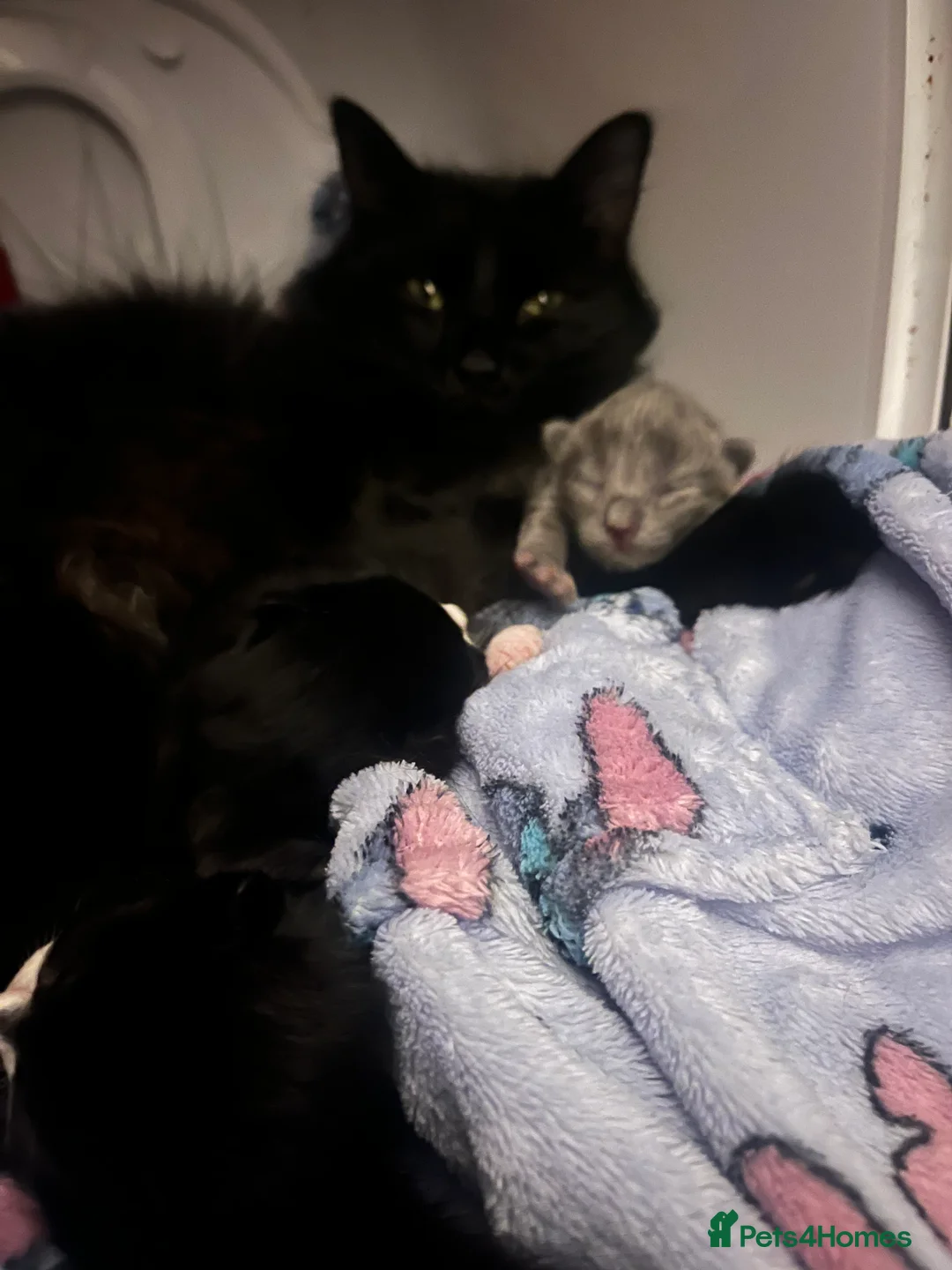 Mixed Breed cats for sale: Amber Bengal X shorthaired Black kittens in Cambridge - Advert 31