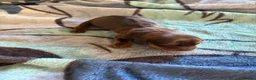 Miniature Dachshund dogs for sale: Long hair miniature dachshund  - Advert 3