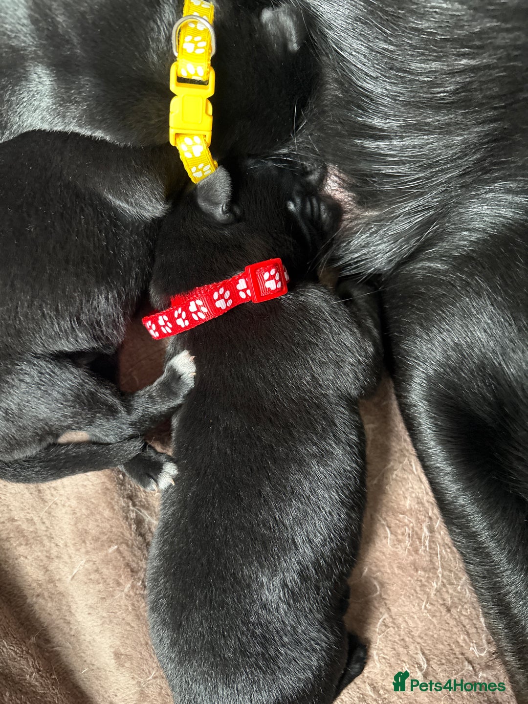 Mixed Breed dogs for sale: German shepherd puppies for sale  - Image 5