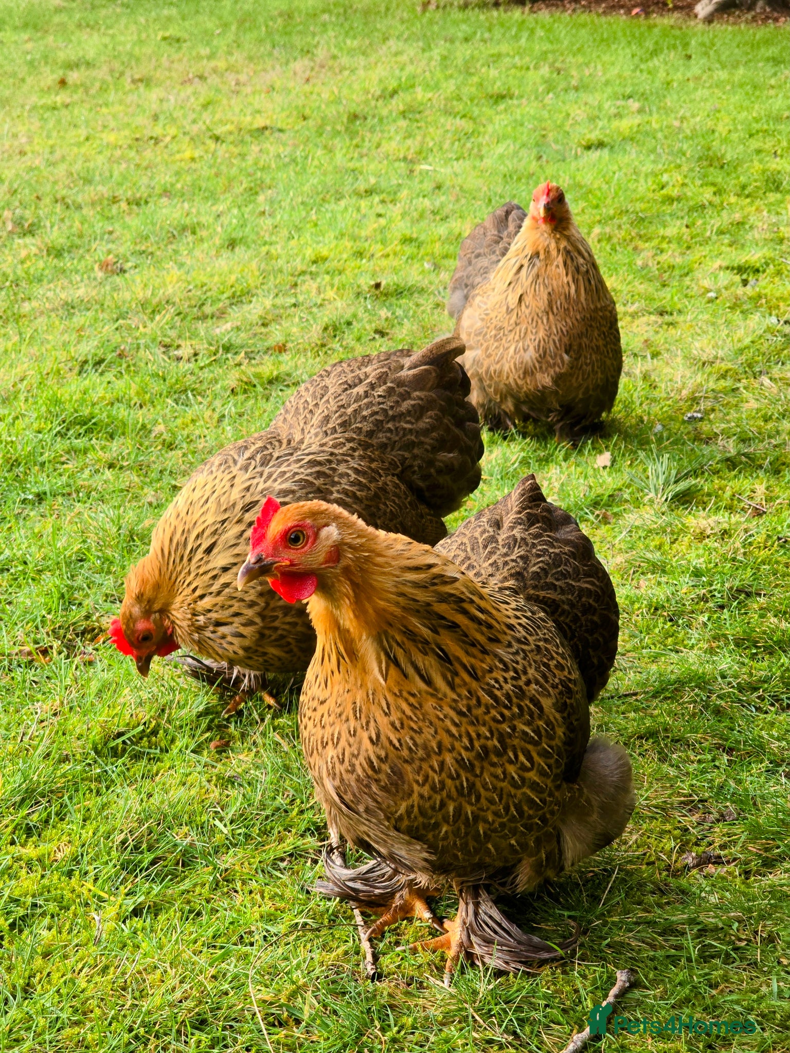 Hens poultry Beautiful Pekin Bantams - Advert 2