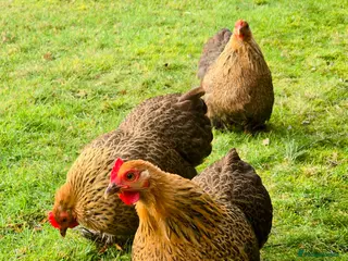 Hens poultry Beautiful Pekin Bantams - Advert 2