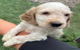 Cocker Spaniel dogs for sale: Beautiful show type cocker spaniels  in York - Image 7