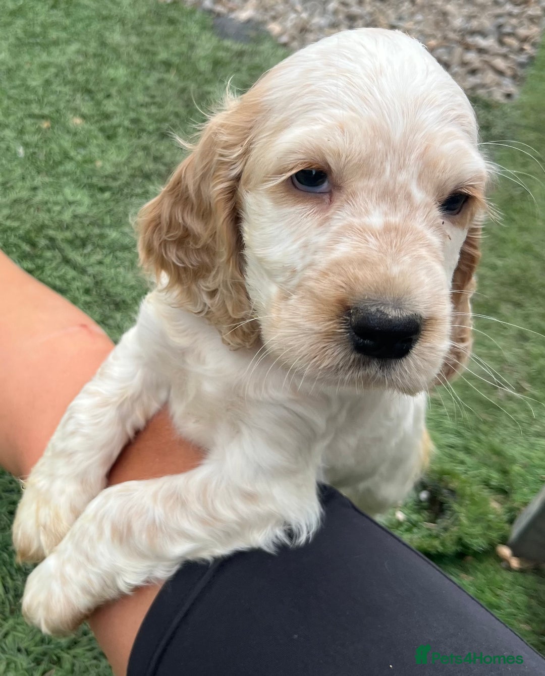 Cocker Spaniel dogs for sale: Beautiful show type cocker spaniels  in York - Image 7
