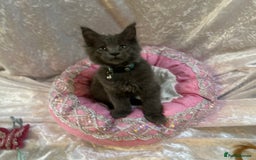Maine Coon cats for sale: Beautiful GCCF reg Mainecoon kittens available  - Image 26