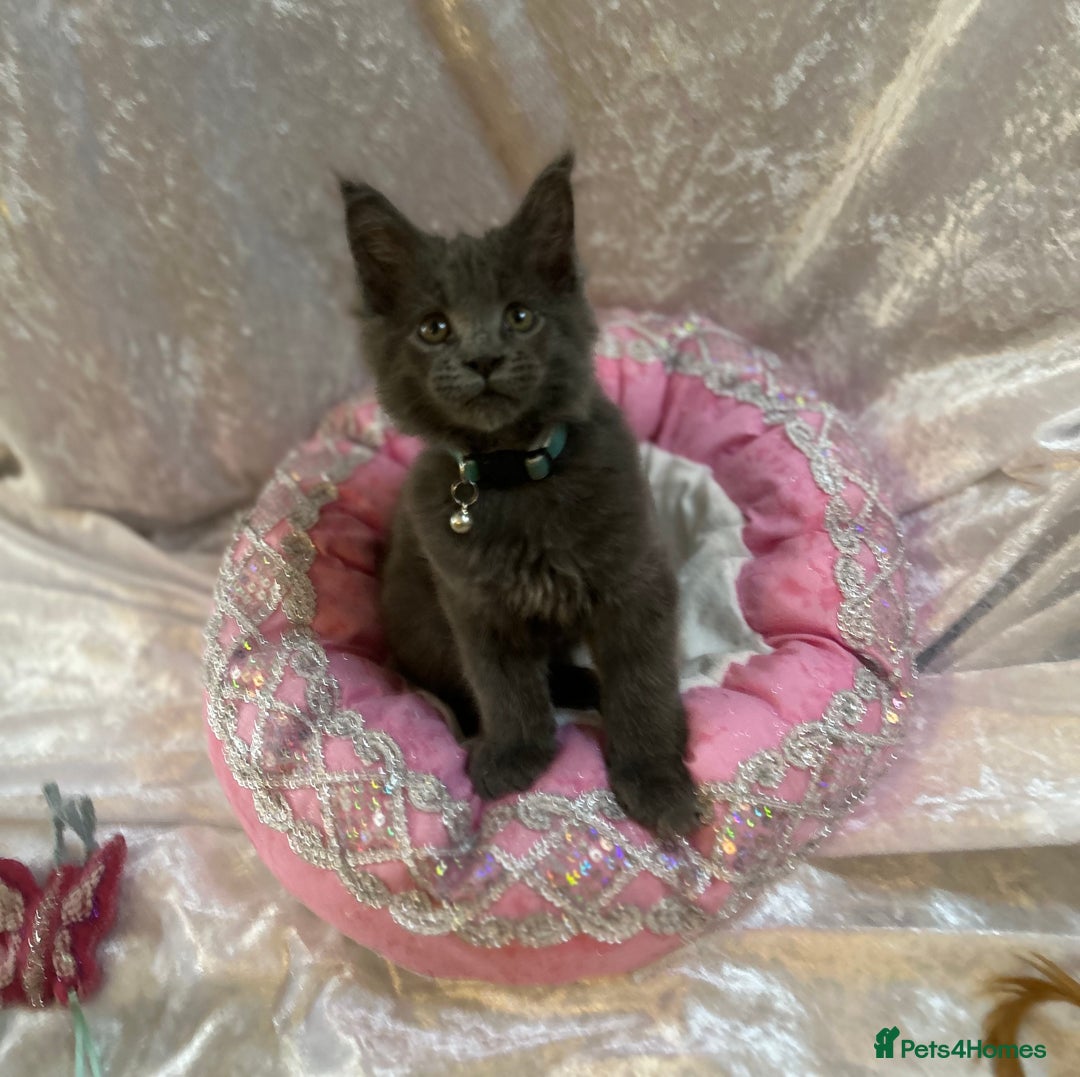 Maine Coon cats for sale: Beautiful GCCF reg Mainecoon kittens available  - Image 26