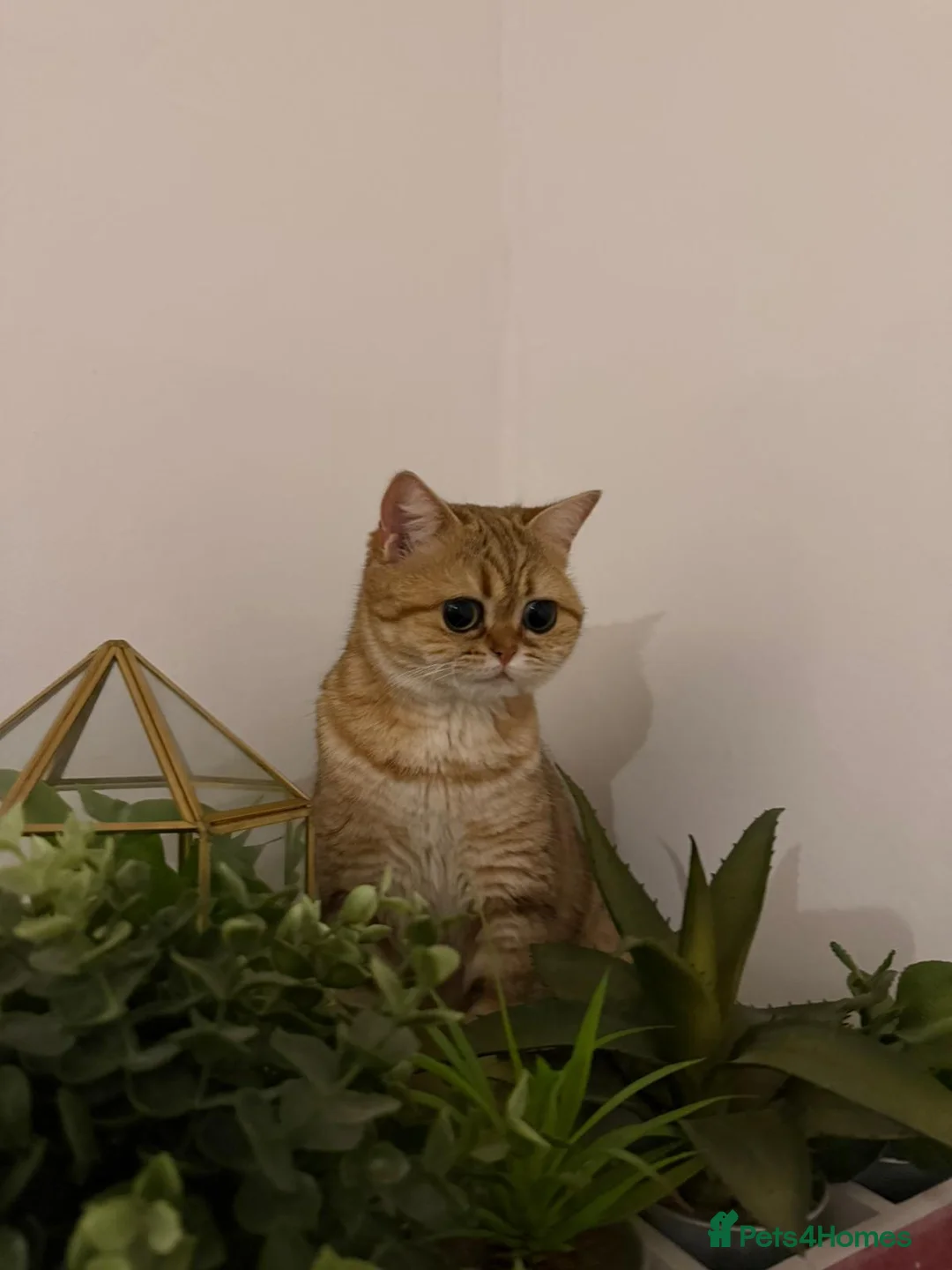 Scottish Fold cats for sale: Scottish fold x russian blue - Advert 5