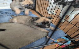 Shepsky dogs for sale: 3 Beautiful Female Bi-eyed Shepsky puppies  - Image 7