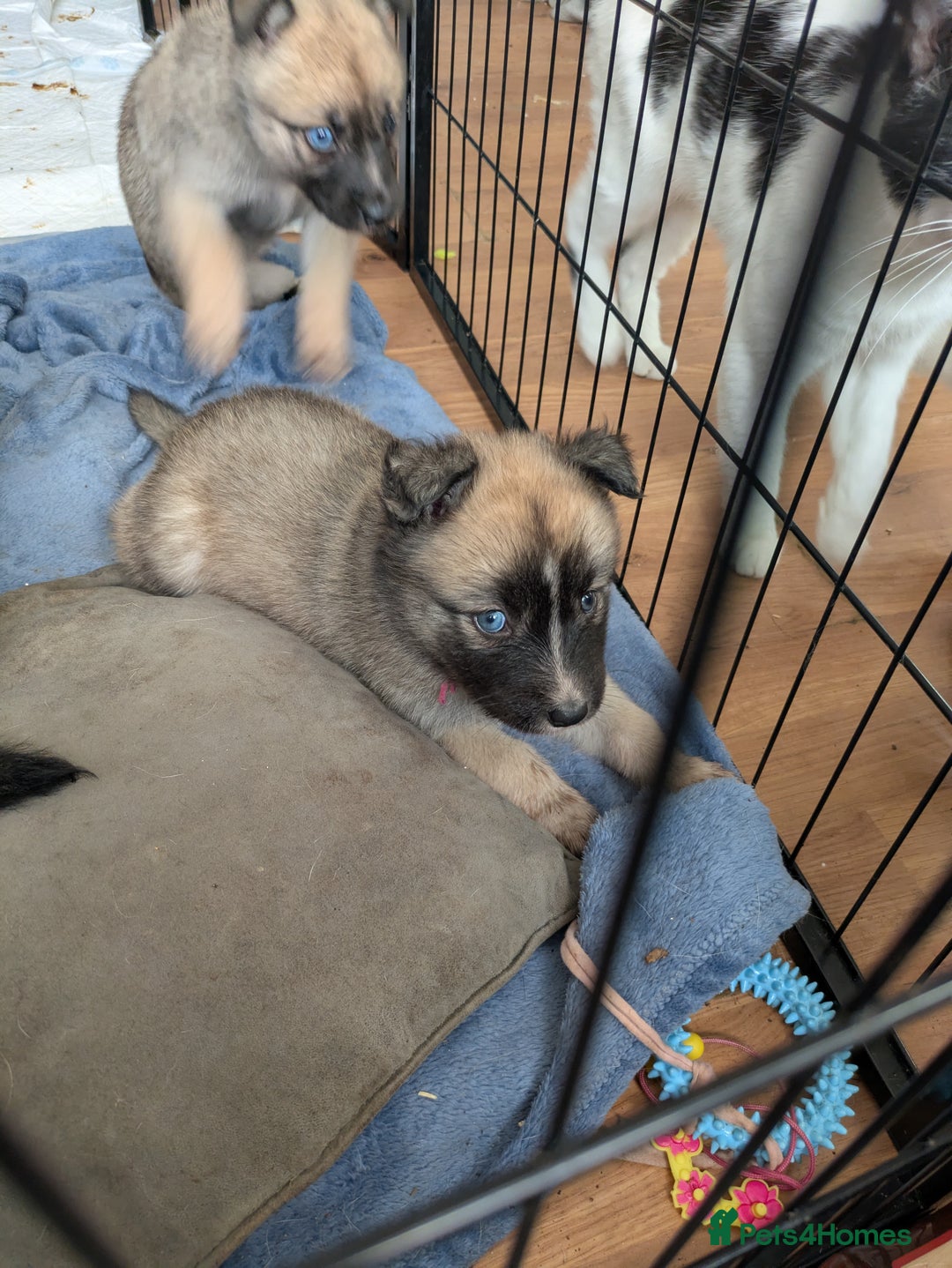 Shepsky dogs for sale: 3 Beautiful Female Bi-eyed Shepsky puppies  - Image 7