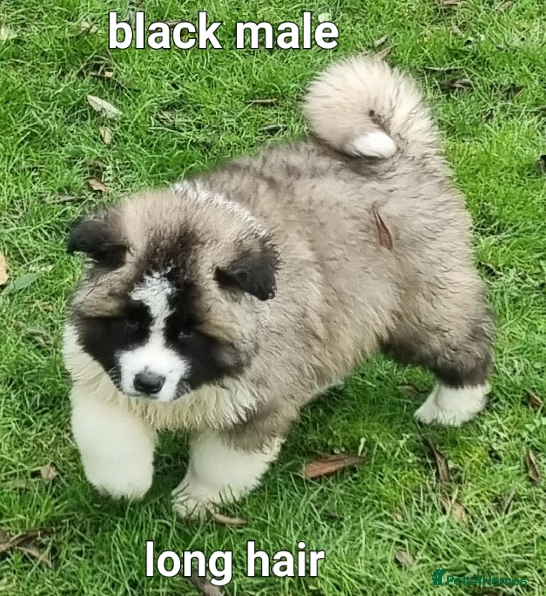 Akita dogs for sale: 9 weeks old Akita pups READY  - Advert 4