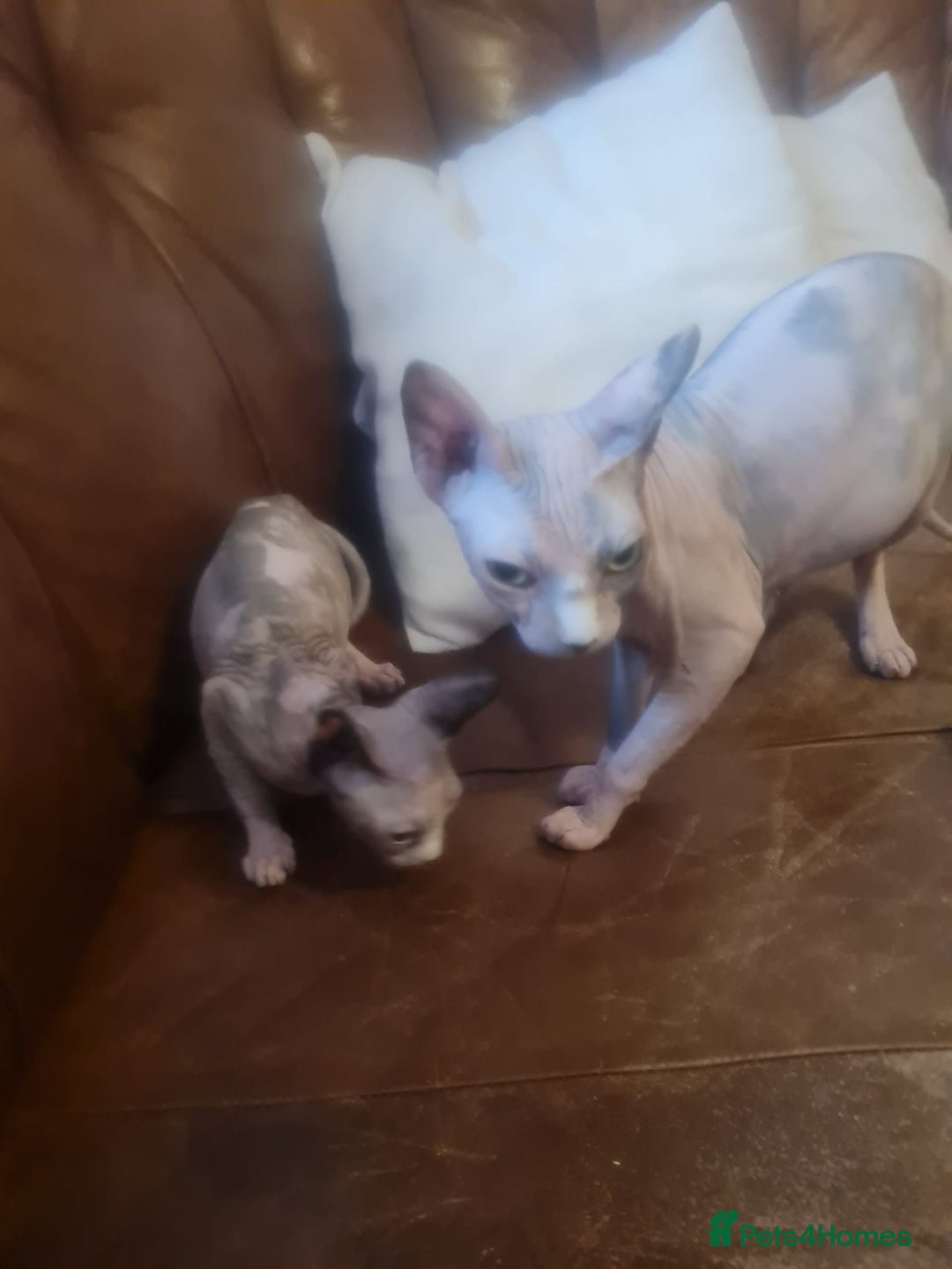 Sphynx cats for sale: Sphynx girl kitten for sale - Image 18