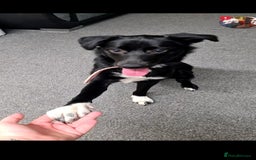 Welsh Collie dogs for sale: Pippa (Female welsh collie) - Image 2