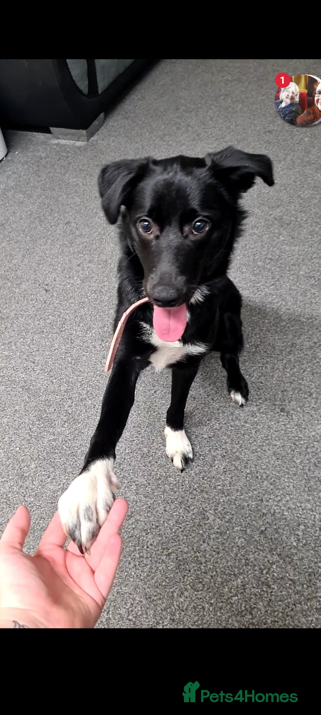 Welsh Collie dogs for sale: Pippa (Female welsh collie) - Image 2