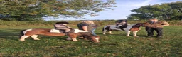 Dartmoor horses for sale: Cracking kids lead rain or 2nd pony. Hunting pony in Sidmouth - Advert 5