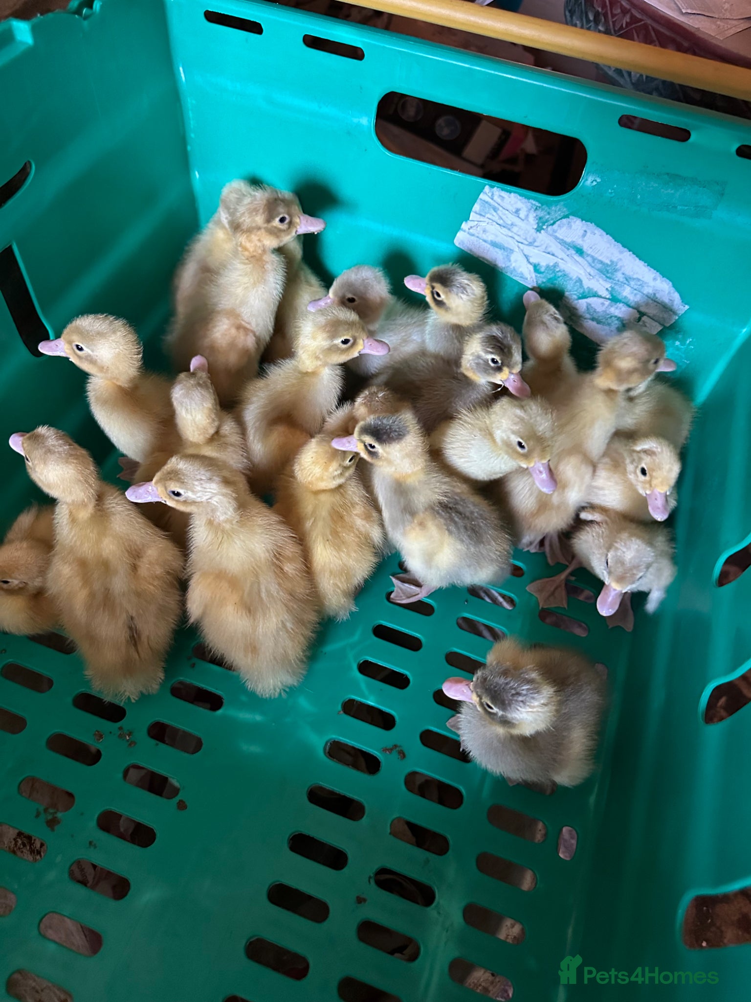 Ducks poultry Ducks and ducklings  - Advert 14
